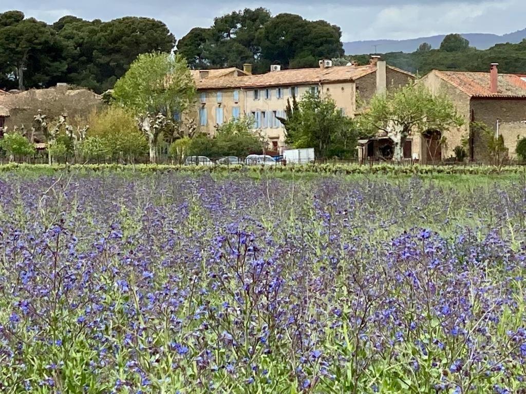 Bed and Breakfast Le Relais D'Affiac Peyriac-Minervois Esterno foto